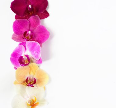 Orkide çiçek deseni