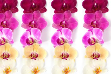 Orkide çiçek deseni