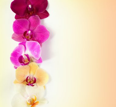 Orkide çiçek deseni