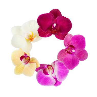 Orkide çiçek deseni