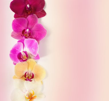 Orkide çiçek deseni