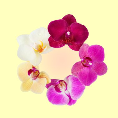 Orkide çiçek deseni