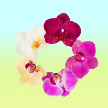 Orkide çiçek deseni