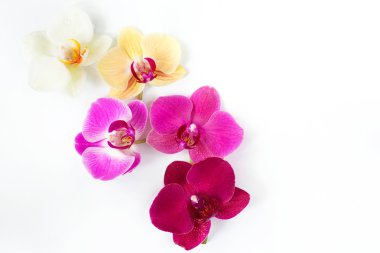 Orkide çiçek deseni