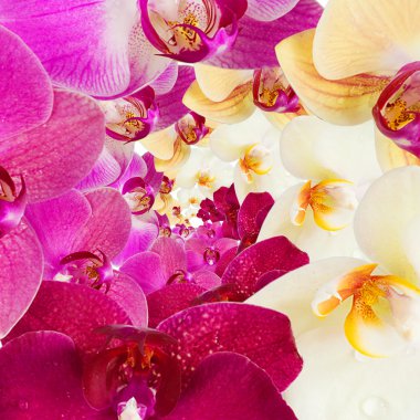 Orkide çiçek deseni