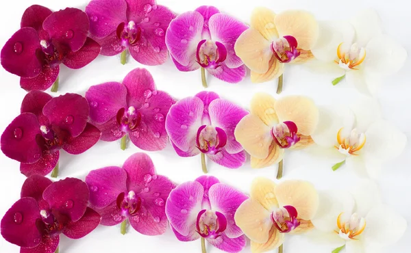 Orkide çiçek deseni