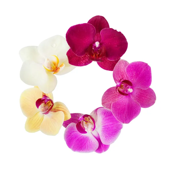 Orkide çiçek deseni