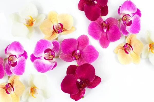 Vzorek s květy orchideje — Stock fotografie