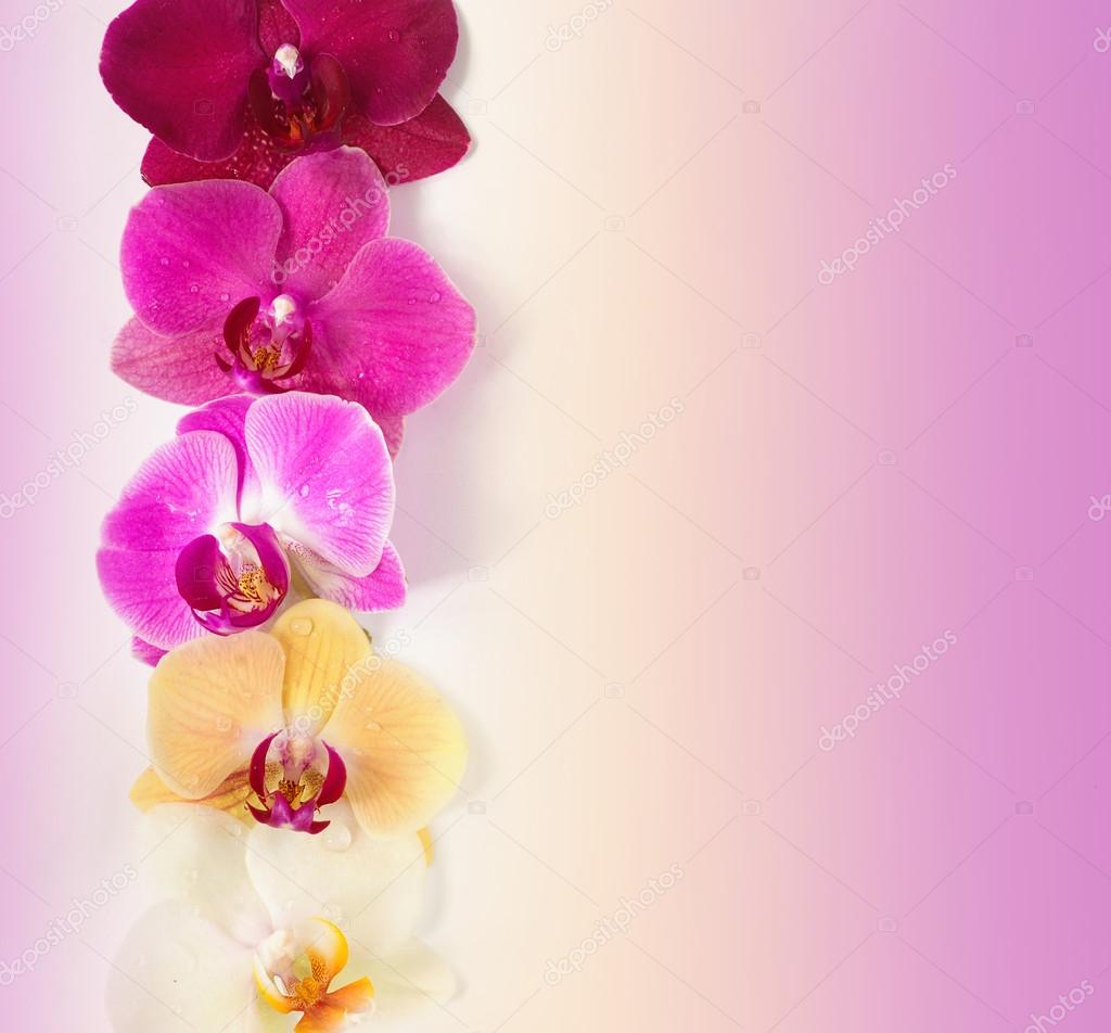 蘭の花のパターン ストック写真 C Kateryna Mostova