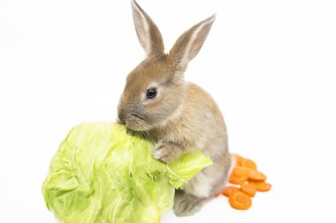 Tavşan havuç ve lahana ile