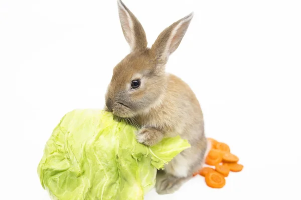兔子与胡萝卜和白菜 — 图库照片