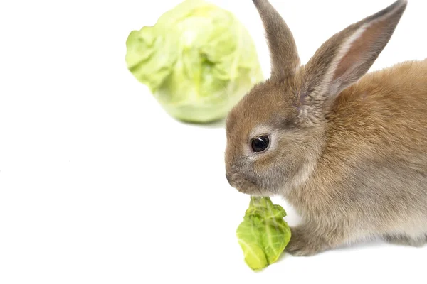 Coniglio con cavolo — Foto Stock