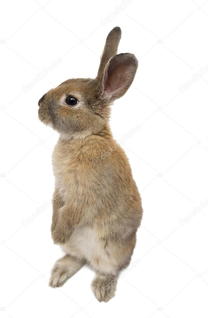 little red Rabbit with on white background
