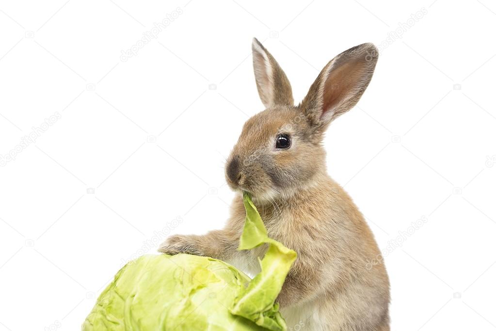 Rabbit with cabbage