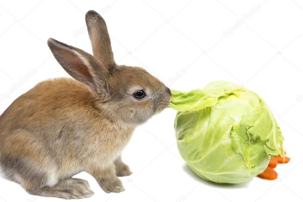 Rabbit with carrots and cabbage