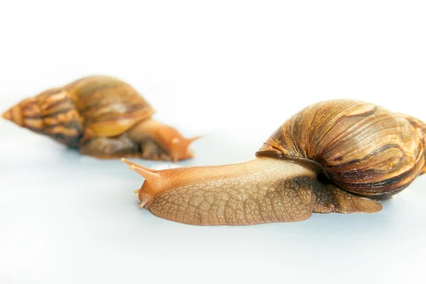 Obří šnek Achatina na bílém pozadí — Stock fotografie