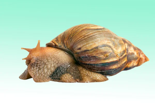 Snail Achatina giant on the colorful background — Stock Photo, Image