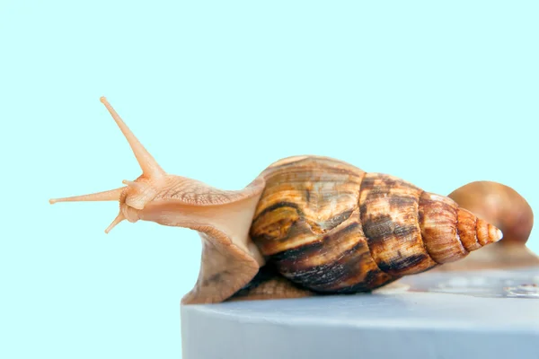 Schnecke achatina Riese auf dem bunten Hintergrund — Stockfoto