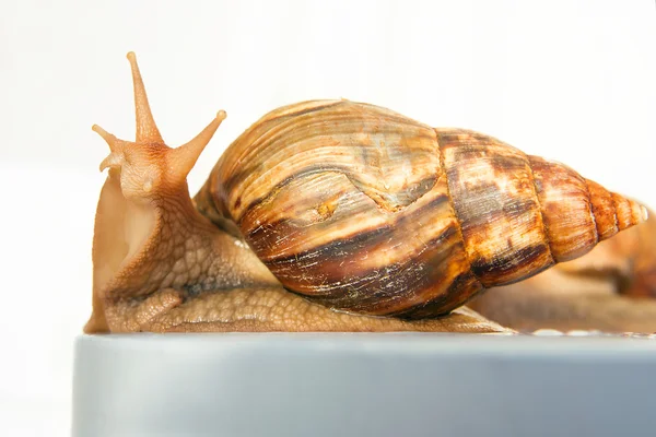 Schnecke achatina Riese auf weißem Hintergrund — Stockfoto