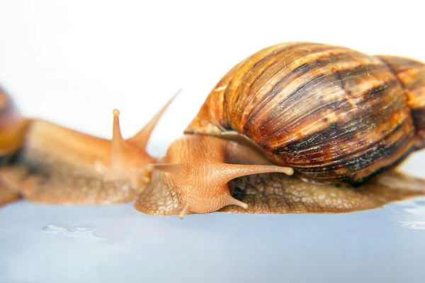 Schnecke achatina Riese auf weißem Hintergrund — Stockfoto