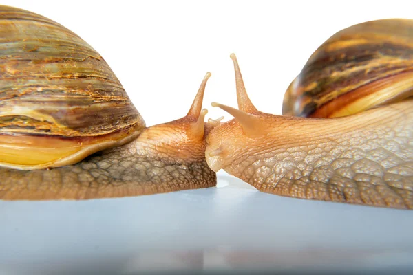 Obří šnek Achatina na bílém pozadí — Stock fotografie