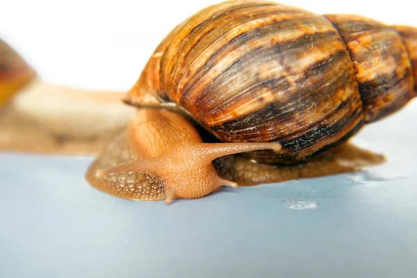 Caracol Achatina gigante no fundo branco — Fotografia de Stock