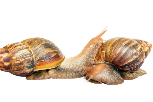 Snail Achatina giant on white background — Stock Photo, Image