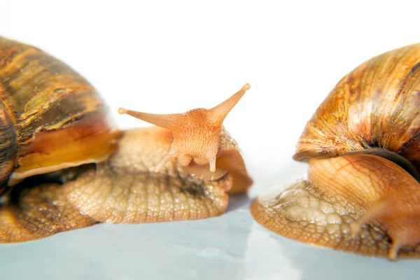 Caracol Achatina gigante no fundo branco — Fotografia de Stock