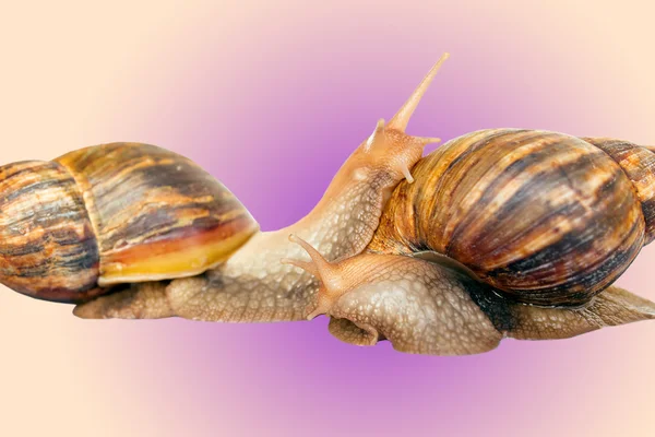 Caracol Achatina gigante no fundo colorido — Fotografia de Stock