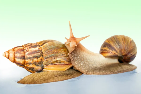 Caracol Achatina gigante sobre el fondo colorido — Foto de Stock