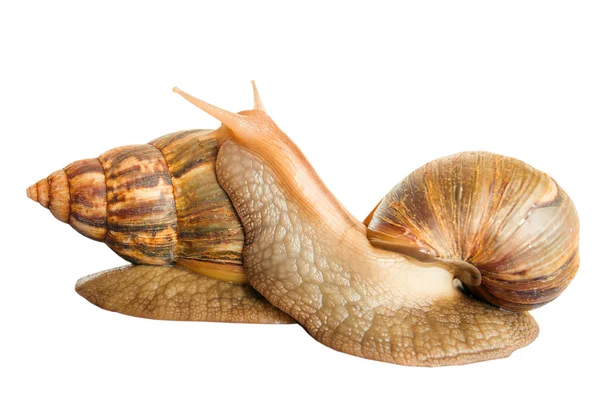 Schnecke achatina Riese auf weißem Hintergrund — Stockfoto