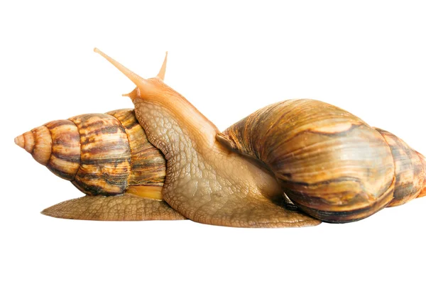 Schnecke achatina Riese auf weißem Hintergrund — Stockfoto