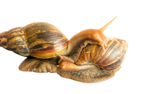 Schnecke achatina Riese auf weißem Hintergrund — Stockfoto