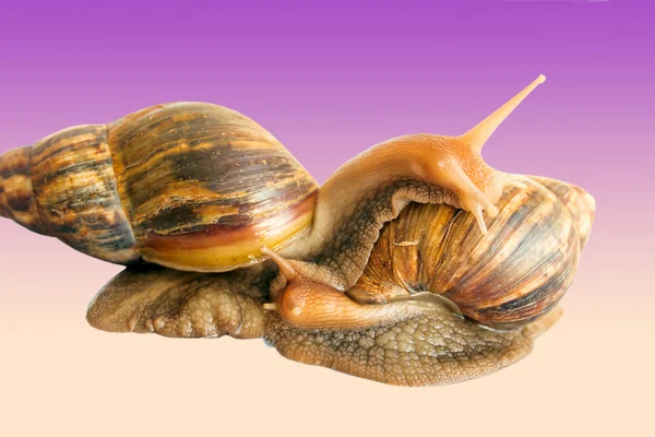 Snail Achatina giant on the colorful background — Stock Photo, Image