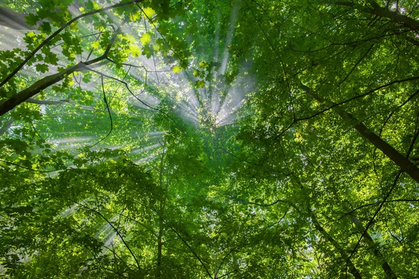 Rayos de sol a través de los árboles en el bosque en el día soleado —  Fotos de Stock