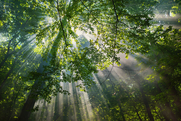 sun rays through the trees in the forest in sunny day