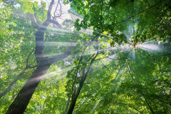 화창한 날의 숲에서 나무를 통해 태양 광선 — 스톡 사진