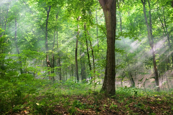 güneşli bir gün ormanda ağaçların arasından güneş ışınları