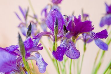bahar çiçekleri Iris su ile üzerinde damla
