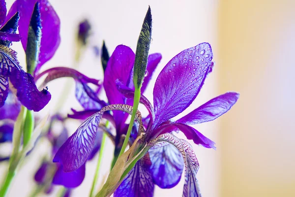 Frühlingsblumen Iris mit Wassertropfen darauf — Stockfoto