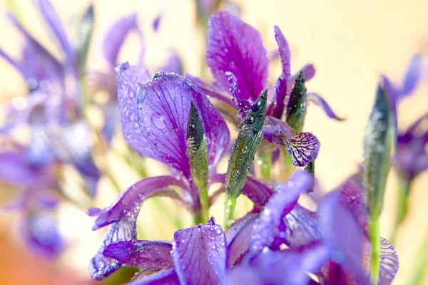 Spring flowers iris with water drops on it — Stock Photo, Image