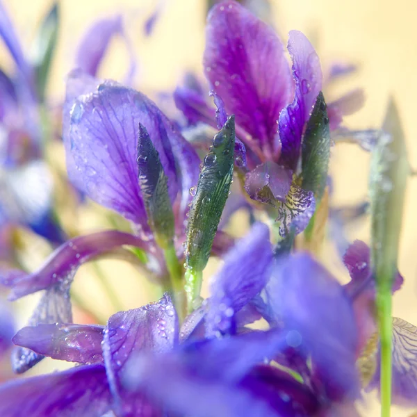 Frühlingsblumen Iris mit Wassertropfen darauf lizenzfreie Stockbilder
