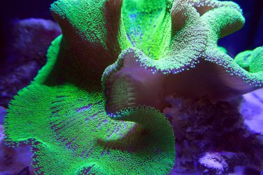 Ultra Neon Green polyp Crown Leather coral in aquarium clipart