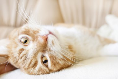 Kırmızı ve beyaz kedi bakarak