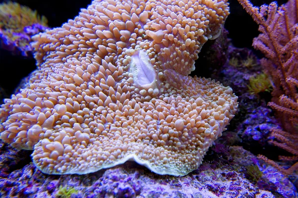 Regenschirm aus Leder Koralle unter Wasser — Stockfoto
