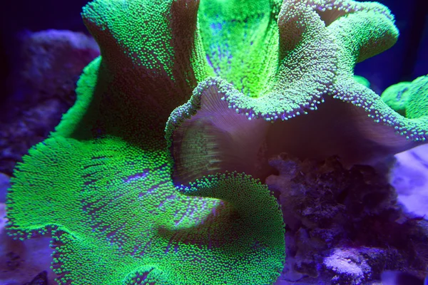 Ultra Neon Green polyp Crown Corallo in pelle in acquario — Foto Stock