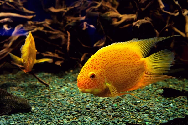 Pez loro en acuario — Foto de Stock