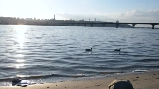 Río Dniéper y dos patos flotando en el agua en Kiev al atardecer. Ucrania — Vídeos de Stock