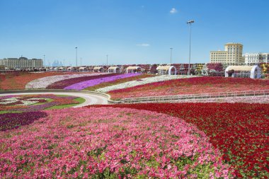 dubai mucize bahçesi