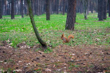 Fındıklı bir sincap. 